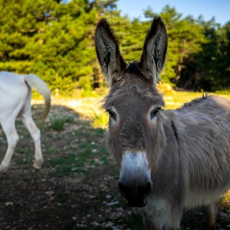A Ventoux Yourte Monieux Eksteriør bilde