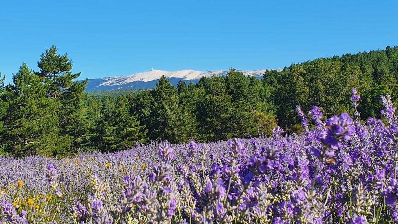 A Ventoux Yourte Monieux Eksteriør bilde