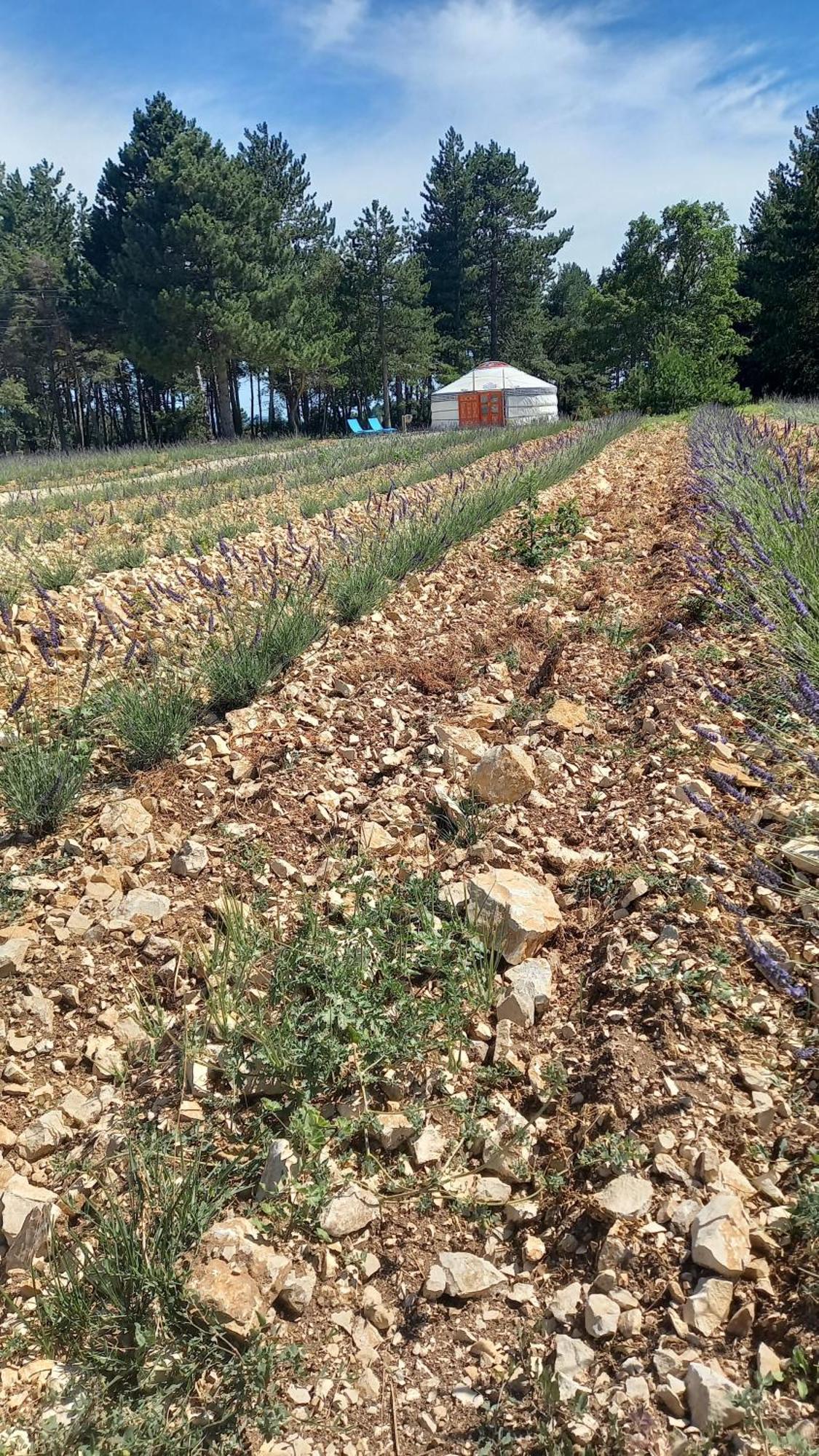 A Ventoux Yourte Monieux Eksteriør bilde